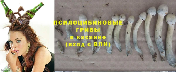 прущие грибы Ельня