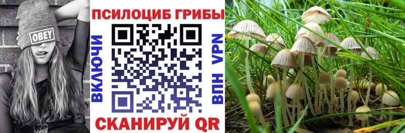 Купить закладки  Ковдор  Псилоцибиновые грибы мицелий 